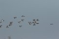 Ducks 2016-02-13_2
